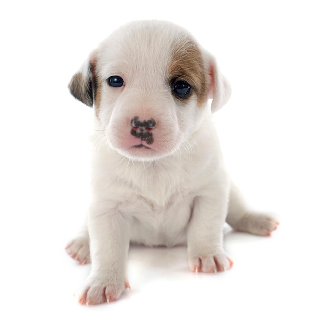 puppy jack russel terrier