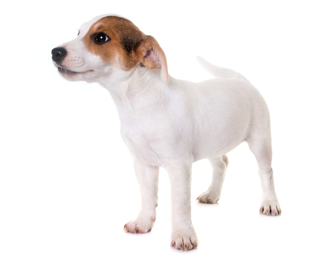 Puppy Jack Russel Terrier