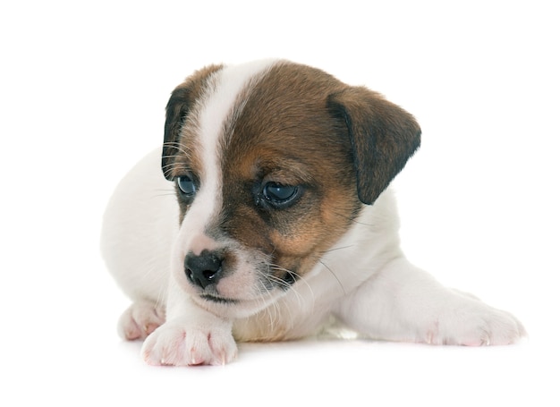 Puppy Jack Russel Terrier