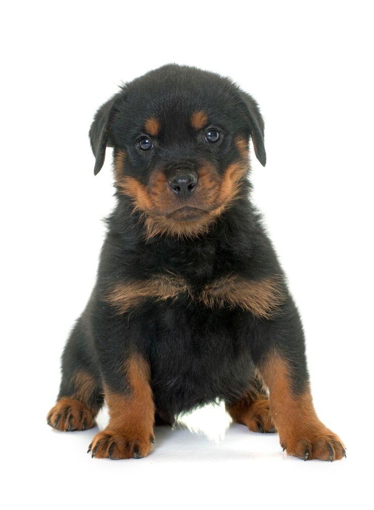 Zdjęcie puppy rottweiler