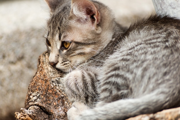 Puppy tabby cat