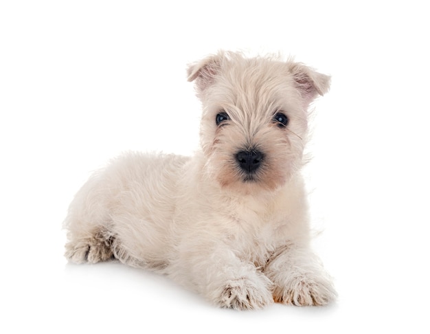 Puppy West Highland White Terrier przed białym studio