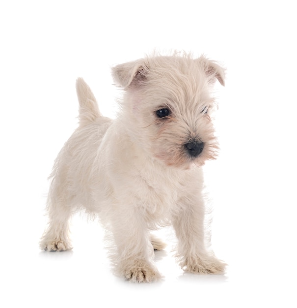 Puppy West Highland White Terrier przed białym