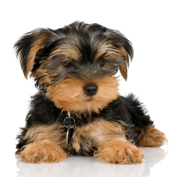 Zdjęcie puppy yorkshire terrier (2 miesiące)