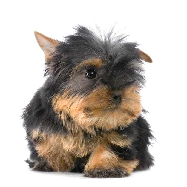 Puppy Yorkshire Terrier