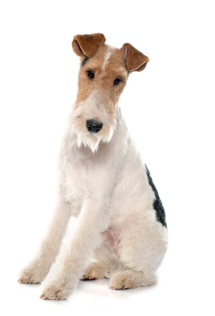 Purebred Fox Terrier