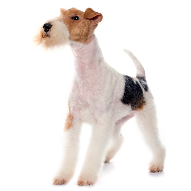 purebred fox terrier