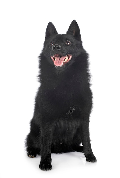 Purebred Schipperke Przed Białym Na Białym Tle