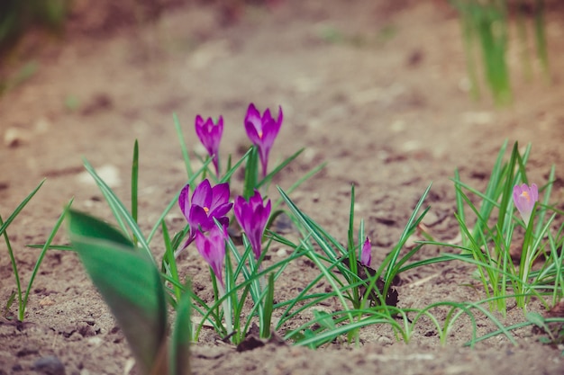 Purple Crocus Flowers Retro