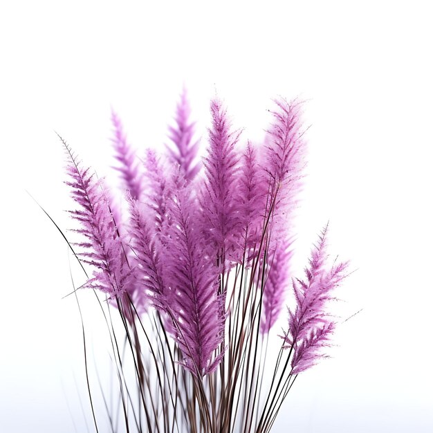 Purple Moor Grass Vibrant Purple Shades River Grass Thrives in Isolated on White Background Czysty