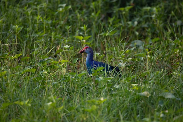 Purple Swamphen na bagnach