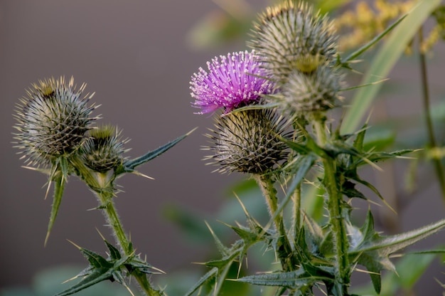 Purple thistle rosnący na świeżym powietrzu