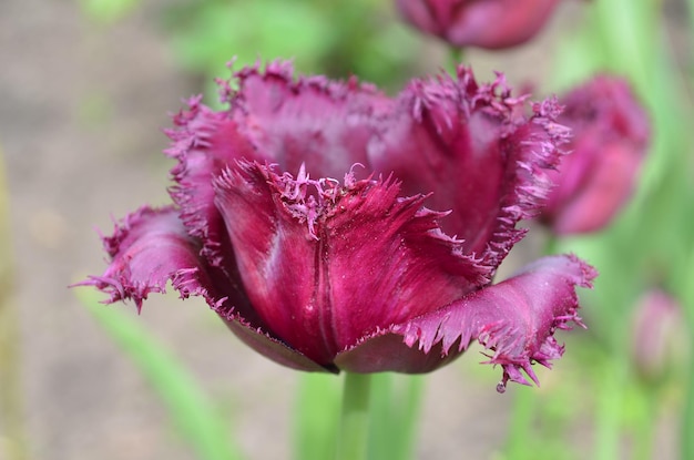 Purple tulipany