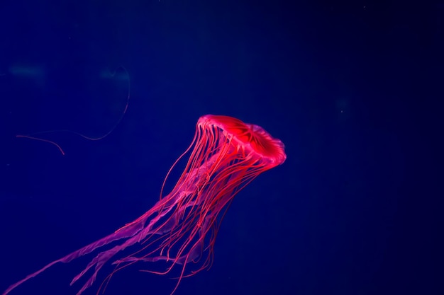 Purplestriped Jellyfish Na niebieskim tle Chrysaora pacifica