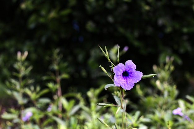 Purpura kwiat na drzewnym backgrond w kolekci purpury