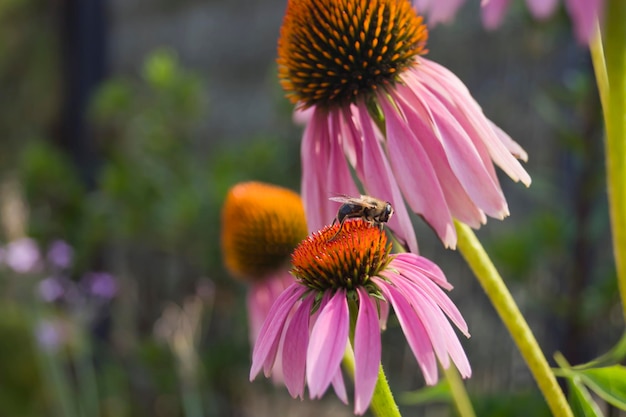 Purpurea Echinacea Pszczoła