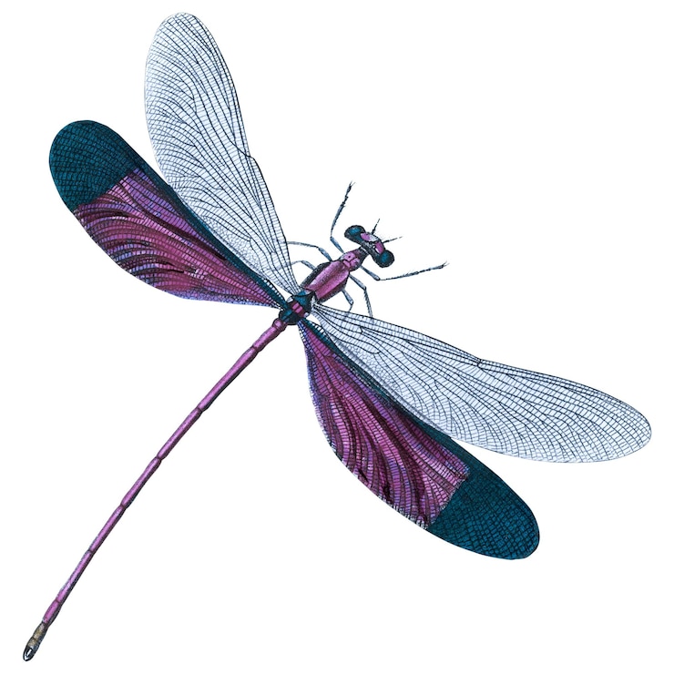 Zdjęcie purpurowa naklejka png z ilustracją owada na przezroczystym tle