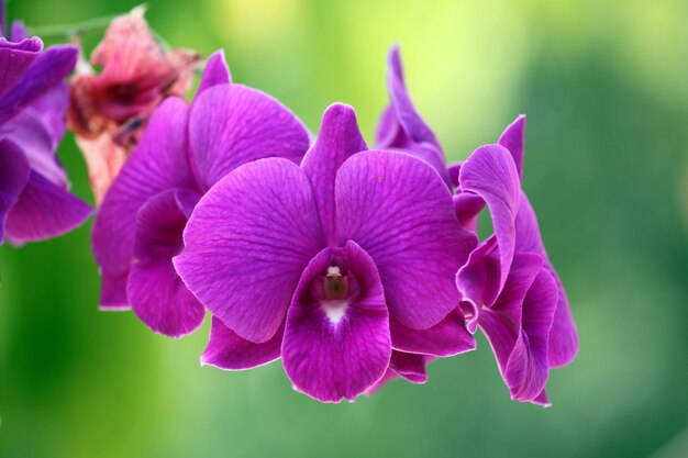 Purpurowa orchidea na tre.