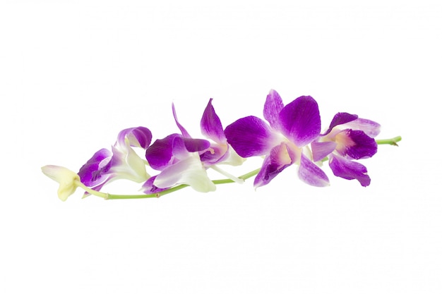 Purpurowa orchidea odizolowywająca na bielu