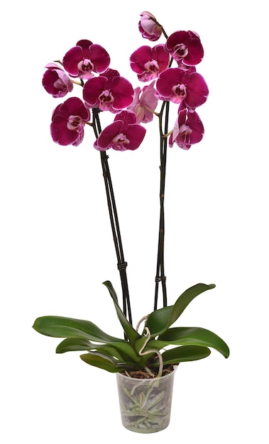 Purpurowa orchidea w doniczce na białym tle Kwiat Phalaenopsis Tropikalna Azjata