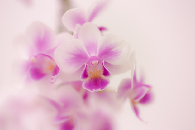 Purpurowa orchidea z białym tłem