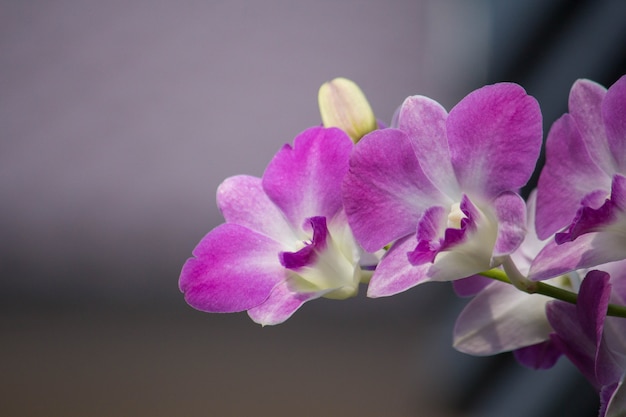 Purpurowa orchidea