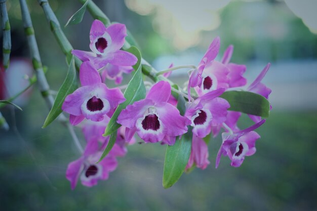 Purpurowa orchidea