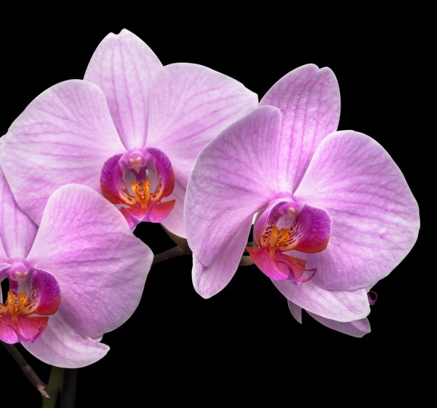 Purpurowa orchidea