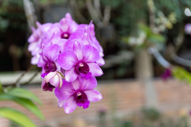 Purpurowa orchidea.