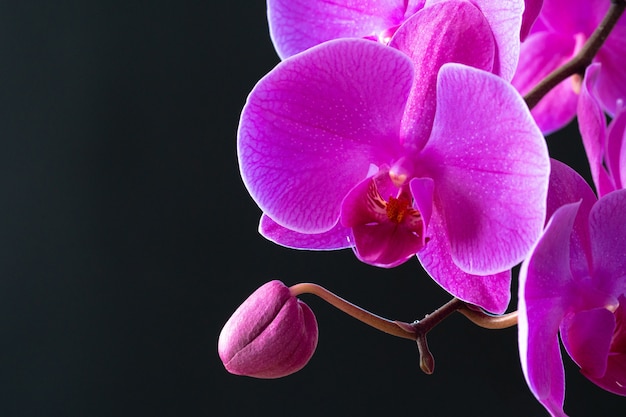Purpurowa orchidei gałąź na ciemnego czerni tła zakończeniu up