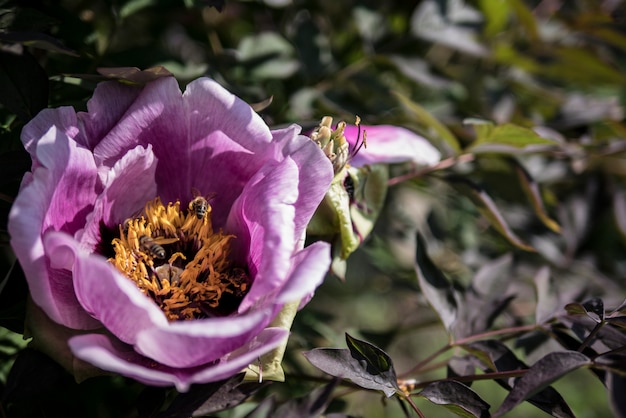 Purpurowa peonia na zielonym tle