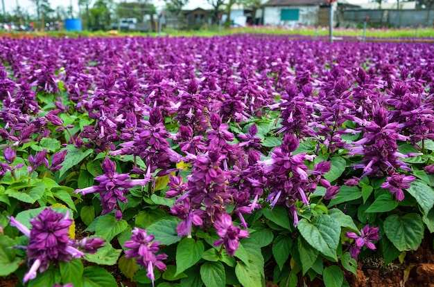 Purpurowa szałwia splendens w parku