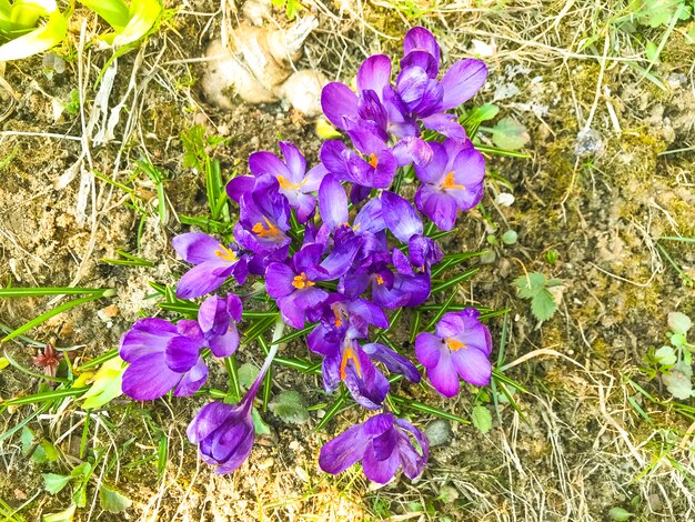 Purpurowa Wiosna Kwitnie Na Starej Suchej Trawie, Ziemia.