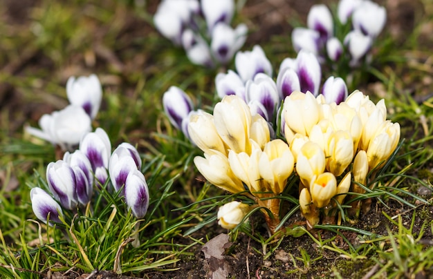 Purpurowe I żółte Krokusy Kiełkują Na Wiosnę W Ogrodzie. Symbol Wiosny.