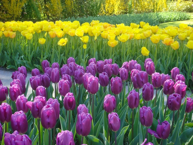 Purpurowe i żółte tulipany w parku na dzień wiosny Zbliżenie Keukenhof Holandia