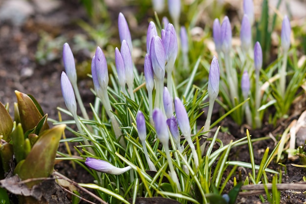 Purpurowe Krokusy Kiełkują Na Wiosnę W Ogrodzie