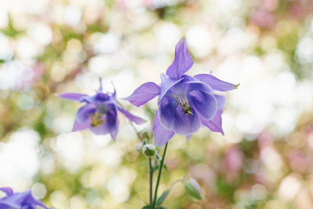 Purpurowe Kwiaty Aquilegii, Zlewnia W Ogrodzie Latem