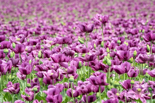Purpurowe kwiaty maku na polu Papaver somniferum Uprawy uprawne maków