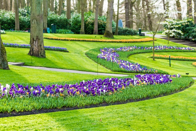 Purpurowe kwiaty na trawiastym parku
