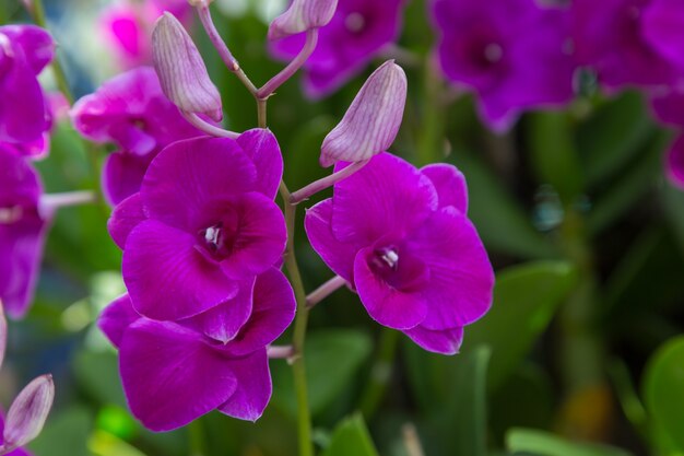 Purpurowe orchidee kwitną natury tło