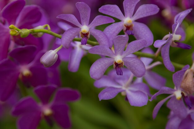Purpurowe orchidee kwitną natury tło