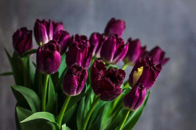 Purpurowi Terry tulipany z wodą opuszczają na ciemnym tle