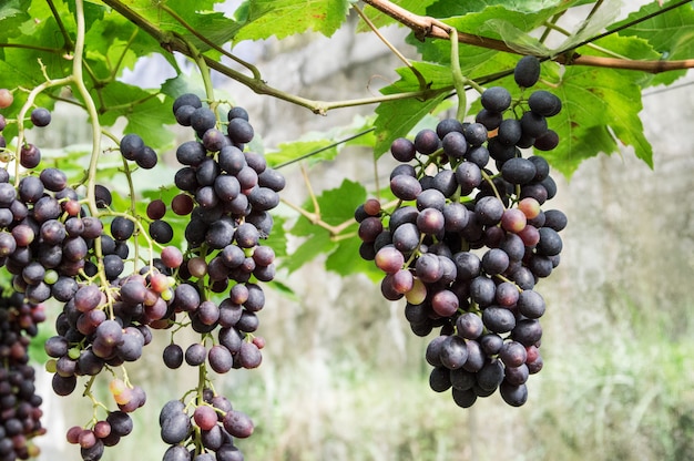 Purpurowi Winogrona Wiesza Na Gałąź