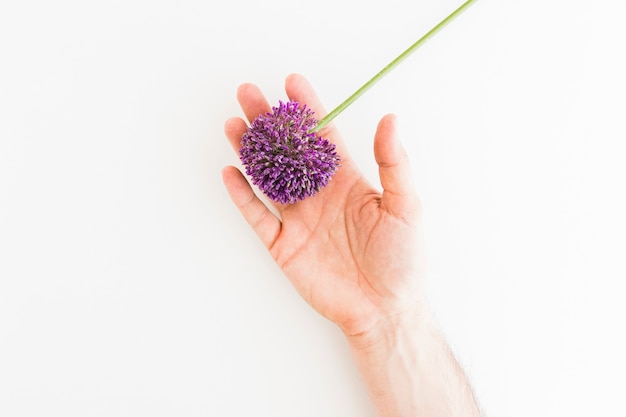 Purpurowy Allium odizolowywający na białym tle z ludzką ręką