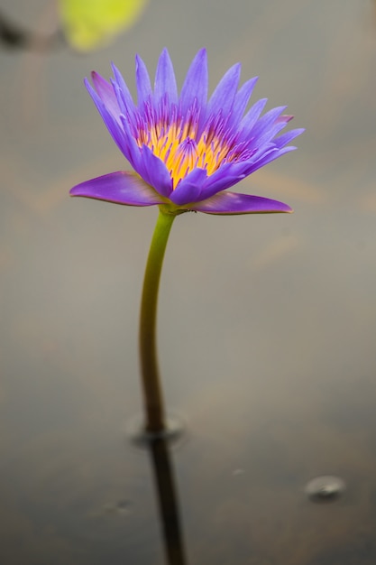 Zdjęcie purpurowy barwiony lotosowy kwiat na wodzie