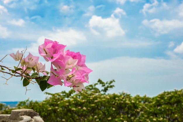 Purpurowy Bougainvillea W Ogródzie