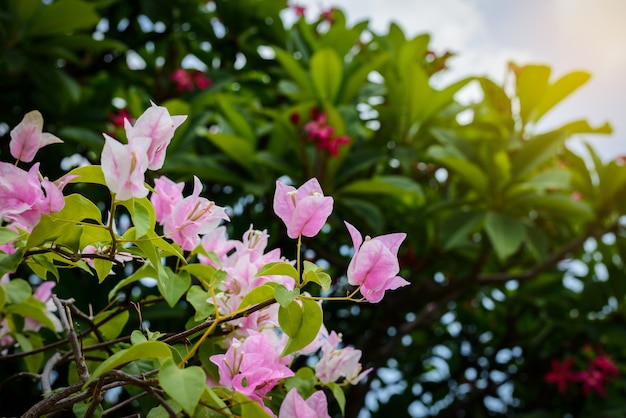 Purpurowy Bougainvillea W Ogródzie