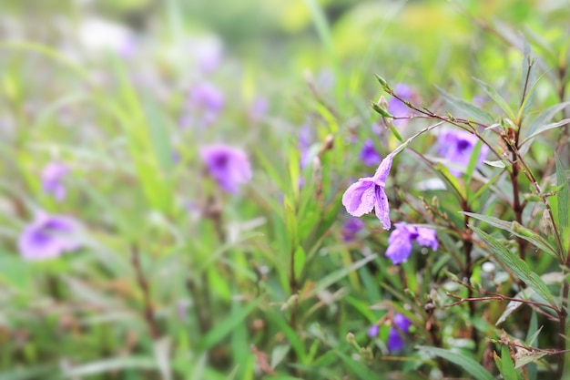 Purpurowy dziki kwiat z deszcz kroplą w ogródzie.