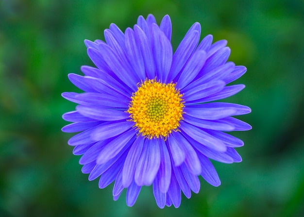 Purpurowy kwiat Aster z bliska