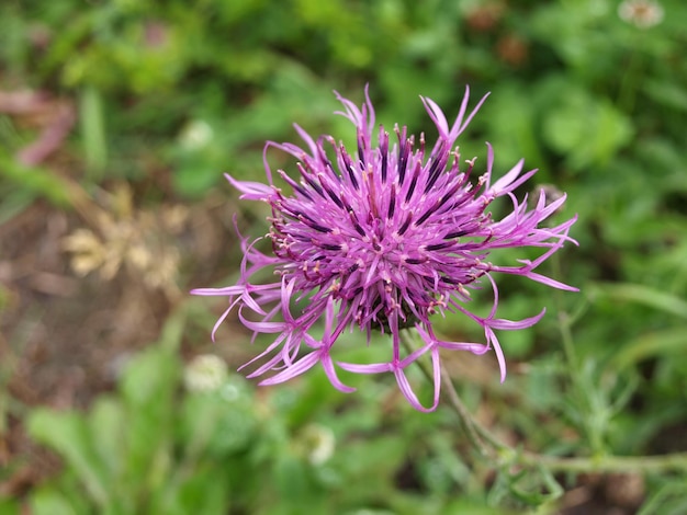 Purpurowy kwiat brązowy chaber Centaurea jacea Rodzina Asteraceae